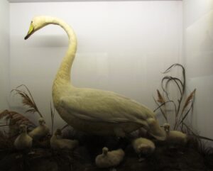 Swan and cygnets