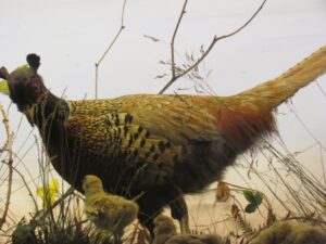 Pheasant