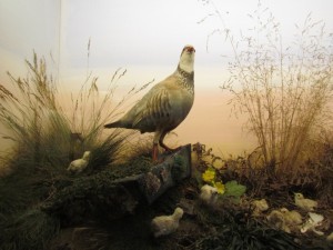 Redlegged Partridge 300x225 1