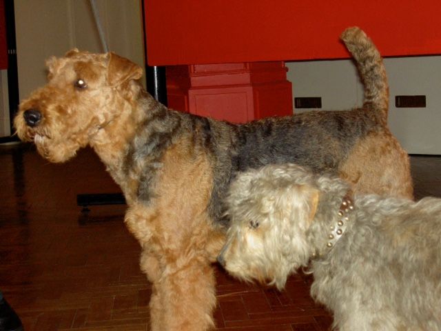 Famous airedale hot sale terriers