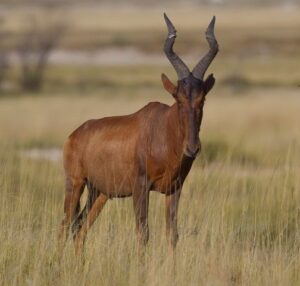 RedHartebeest