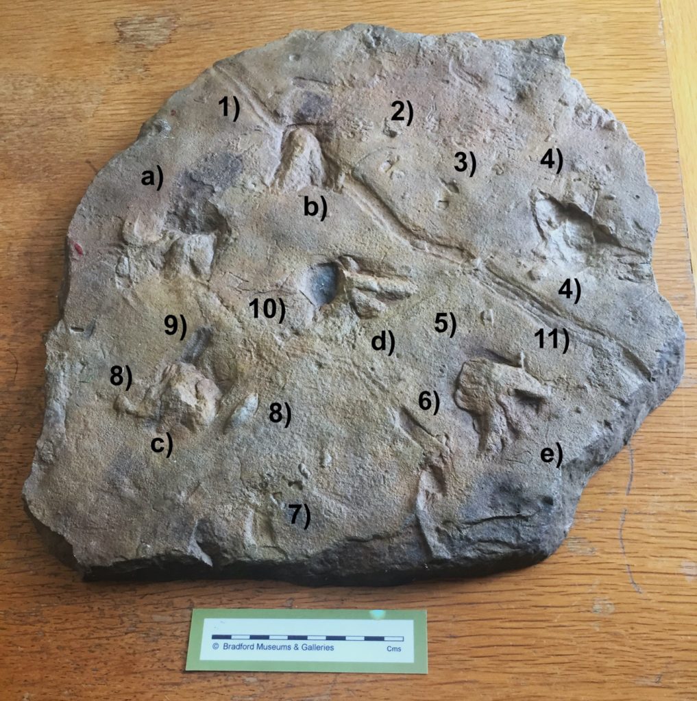 Fibreglass cast of the ichnofossil showing the imprints from ancient animals. Letters a) to e) are the footprints of Palaeosauropus; the numbers 1) to 11) are the imprints from invertebrates such as worms, bivalves, and molluscs including snails: 1) Herpystezoum, 2) Planolites, 3) Diplopodichnus, 4) Cylindricum, 5) Cruziana, 6) Didymaulichnus, 7) , 8) Rusophycus, 9) Lockeia, 10) Gordia, 11 Archaeonassa).