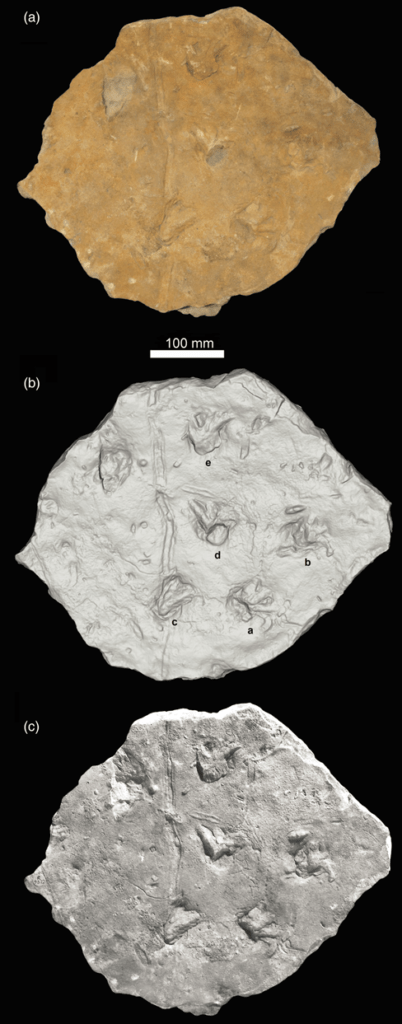 Photo showing a) original ichnofossil, b) 3D digital render of the plastercast, c) black and white photo of the original slab and tracks. (From Bird, H. et al 2019)