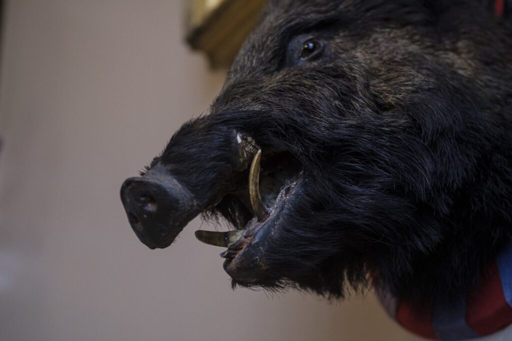 Local Myths and Legends: The Bradford Boar at Bolling Hall Museum