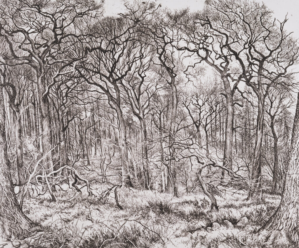 Image of a wood, the trees have bare branches