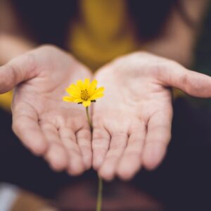 Picture of a cupped pair of hands, with a yellow flower held between them