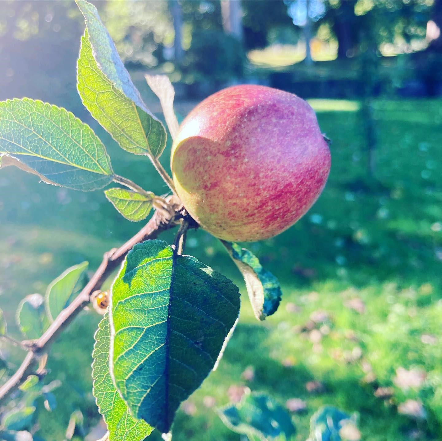 apple in an orchard