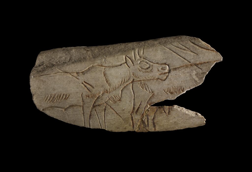 Engraved reindeer metatarsal depicting a cow-like animal