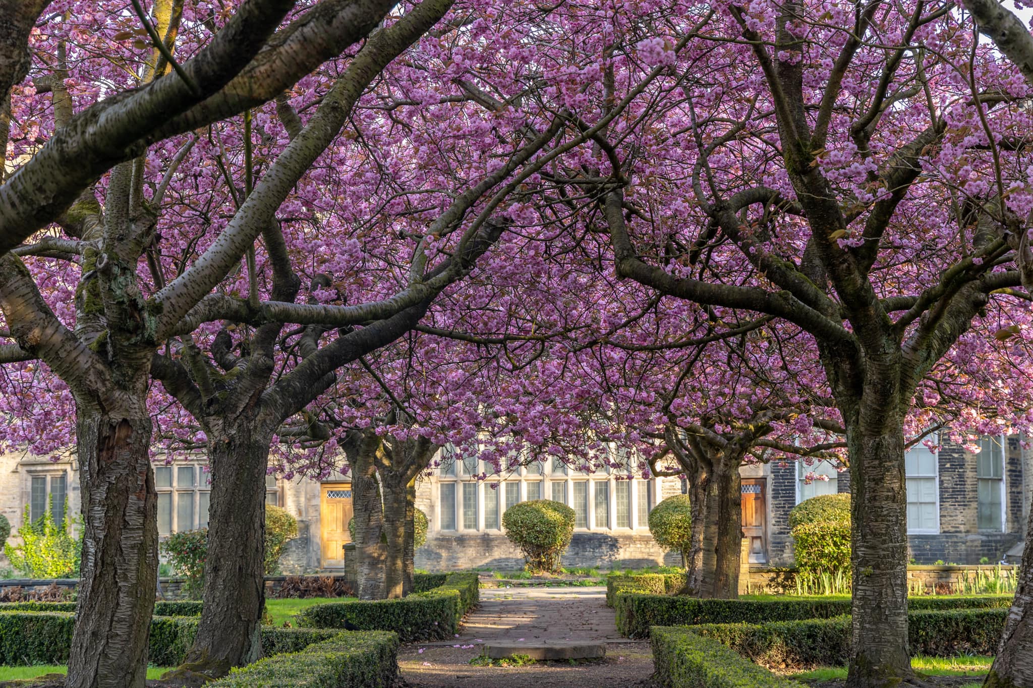 a view of cherry trees in full blossom, with Bolling Hall in the background