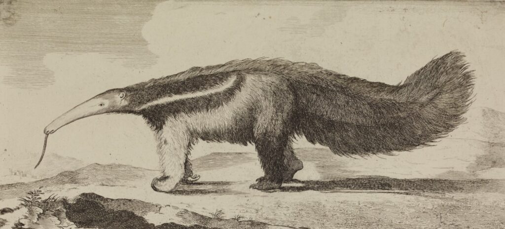 Print in the style of Goya of an anteater