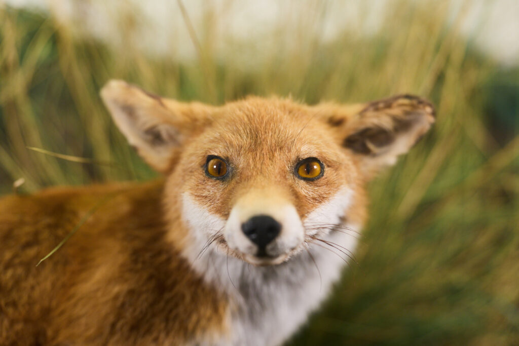 close up of a taxidermy specimen of a red fox- appearing to look straight at the camera.