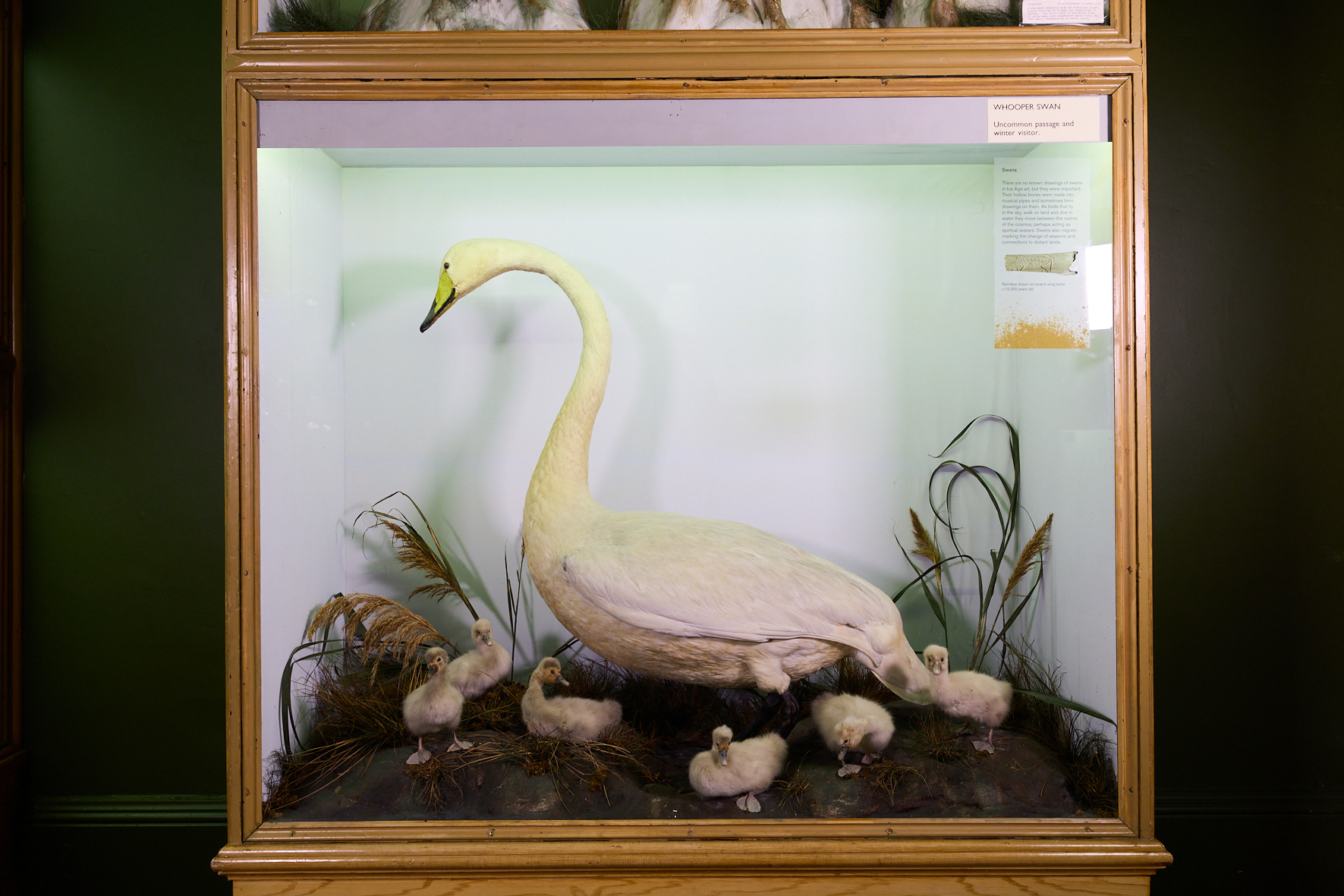 taxidermy swan with chicks in a glass case