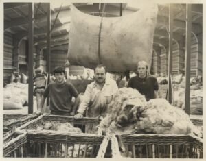 a group of men, with skeps full of fleeces, a big sack behind them and more in the background