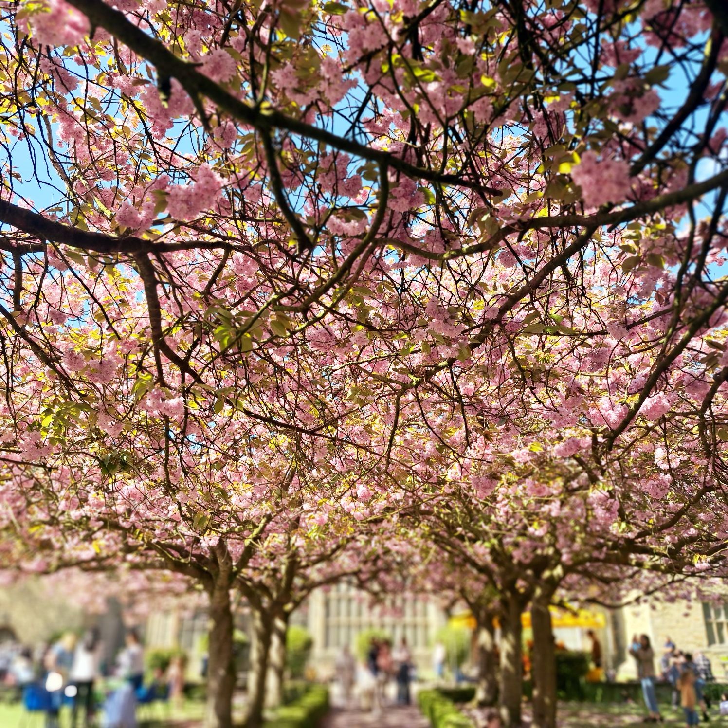 a view of cherry blossom trees with Bolling Hall in the background
