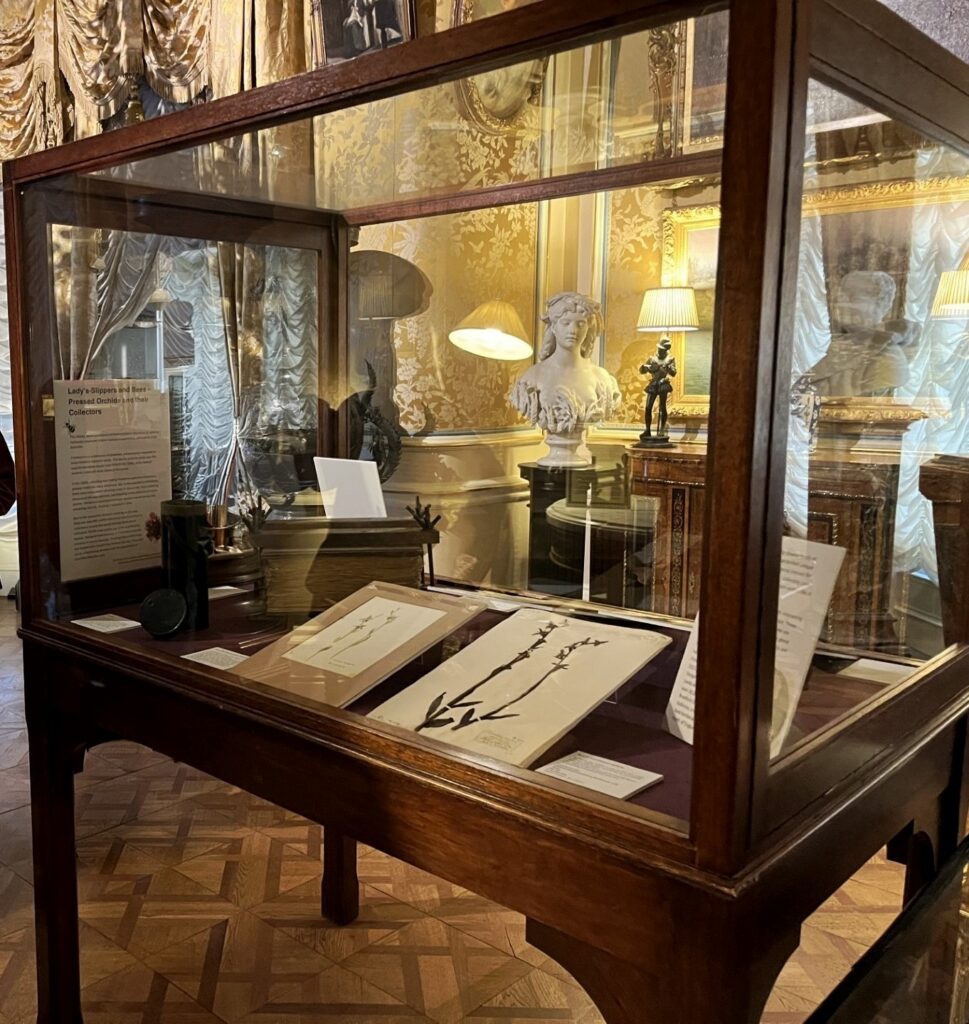 A wooden museum display case with glass panels contains several botanical specimens and documents laid out on a dark fabric base. Inside the case are mounted plant samples, labels, and small objects arranged neatly for exhibition. In the background is an ornate, historic interior with gold-patterned wallpaper, draped curtains, framed artwork, and carved furniture. A white sculpted bust and a table lamp with a warm glow are also visible behind the case.