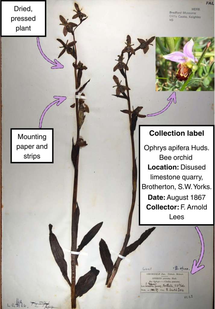 This image shows two large bee orchids, taped flat with small strips of thin white tape to a large sheet of paper with a small collection label in the bottom right corner. Next to the specimens is a colour photograph of a bee orchid in the wild, it has three small purple petals in a triangular shape around the lip which has brown and yellow markings similar to a bee.]
