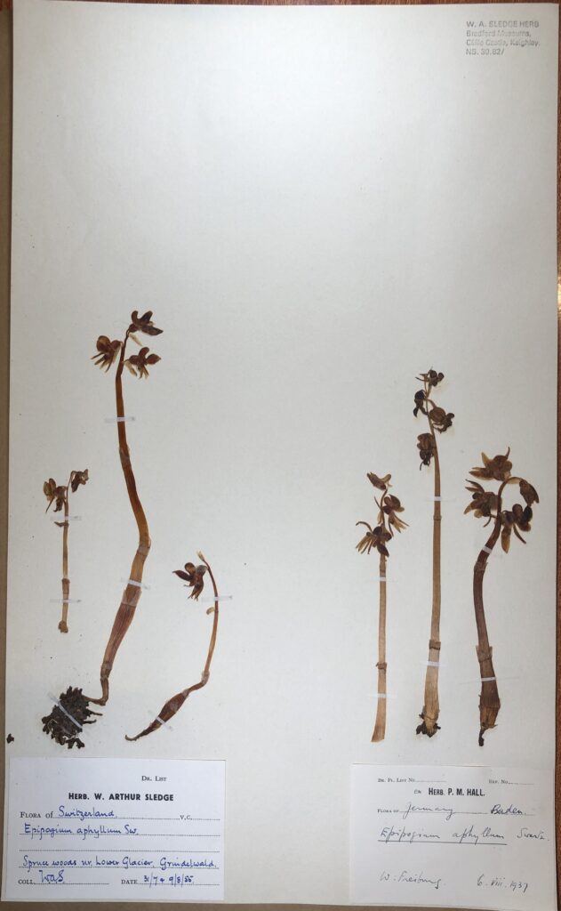 There are two separate collections, with three plants in each collection, taped flat to the specimen sheet. The plants have short stems taped flat to the specimen sheet. The plants do not have any leaves on the stems. There is a small cluster of flowerheads at the top of each stem. There are two small white rectangular collection labels on the specimen sheet. One at the bottom left corner and one at the bottom right corner of the specimen sheet