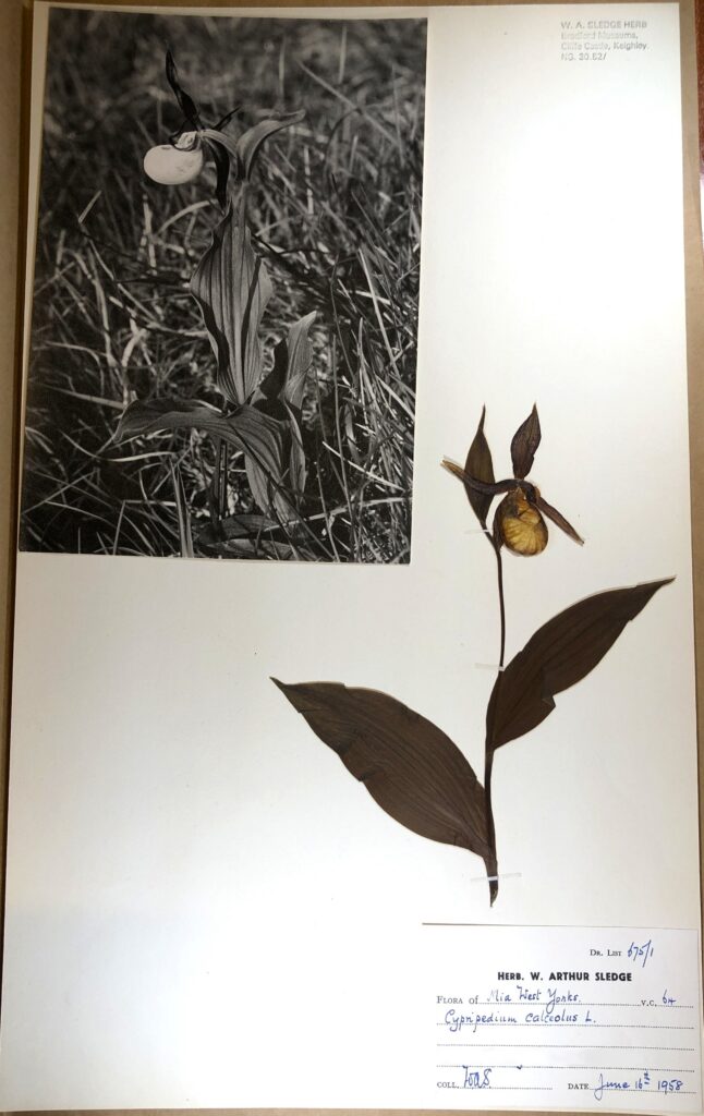 A large Lady’s-slipper orchid lays flat, taped diagonally on a specimen sheet. The plant has a long green stem with four large oval shaped leaves along the stem. The single flowerhead is yellow and brown. There is a small white rectangular collection label at the bottom right corner of the specimen sheet