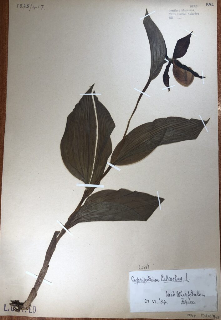 This image shows a black and white photograph in the top left corner of the specimen sheet of the Lady’s-slipper orchid growing in the wild. The Lady’s-slipper orchid has a single yellow and brown flowerhead on a thin green stem with two large oval shaped green leaves at the base of the stem. There is a collection label on the bottom right corner of the specimen sheet