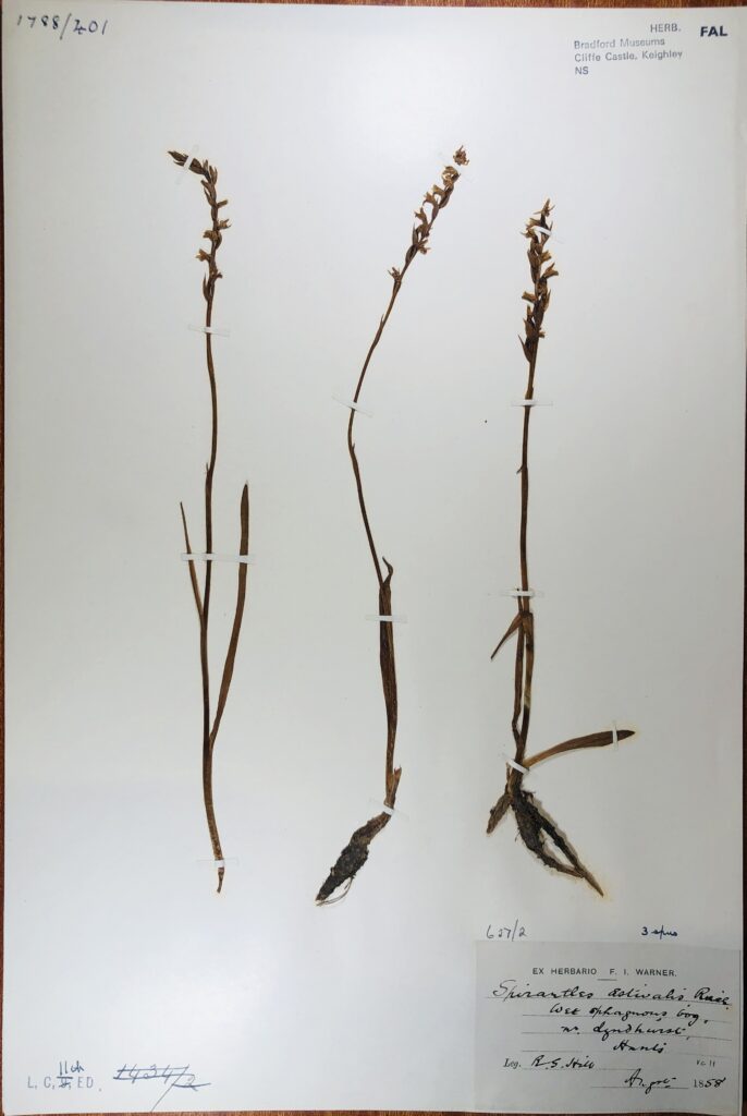 There are three Summer Lady’s-tresses taped flat to a specimen sheet. The plants have long thin leaves at the base of the stems. There are tiny yellow alternating flowerheads from the top to the middle of the stem. There is a small white rectangular collection label at the bottom right corner of the specimen sheet
