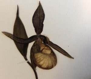 A pressed flower specimen with a central pouch‑shaped bloom, two horizontal petals, an upright sepal, and a single leaf, mounted on a white background.
