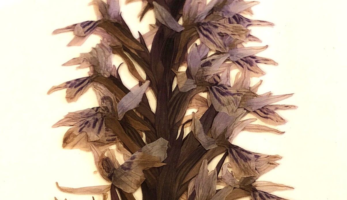 A pressed botanical specimen of a flowering plant with a slender brown stem, narrow elongated leaves, and several purple, veined, five‑petalled flowers arranged along the upper stem, mounted on a light background.