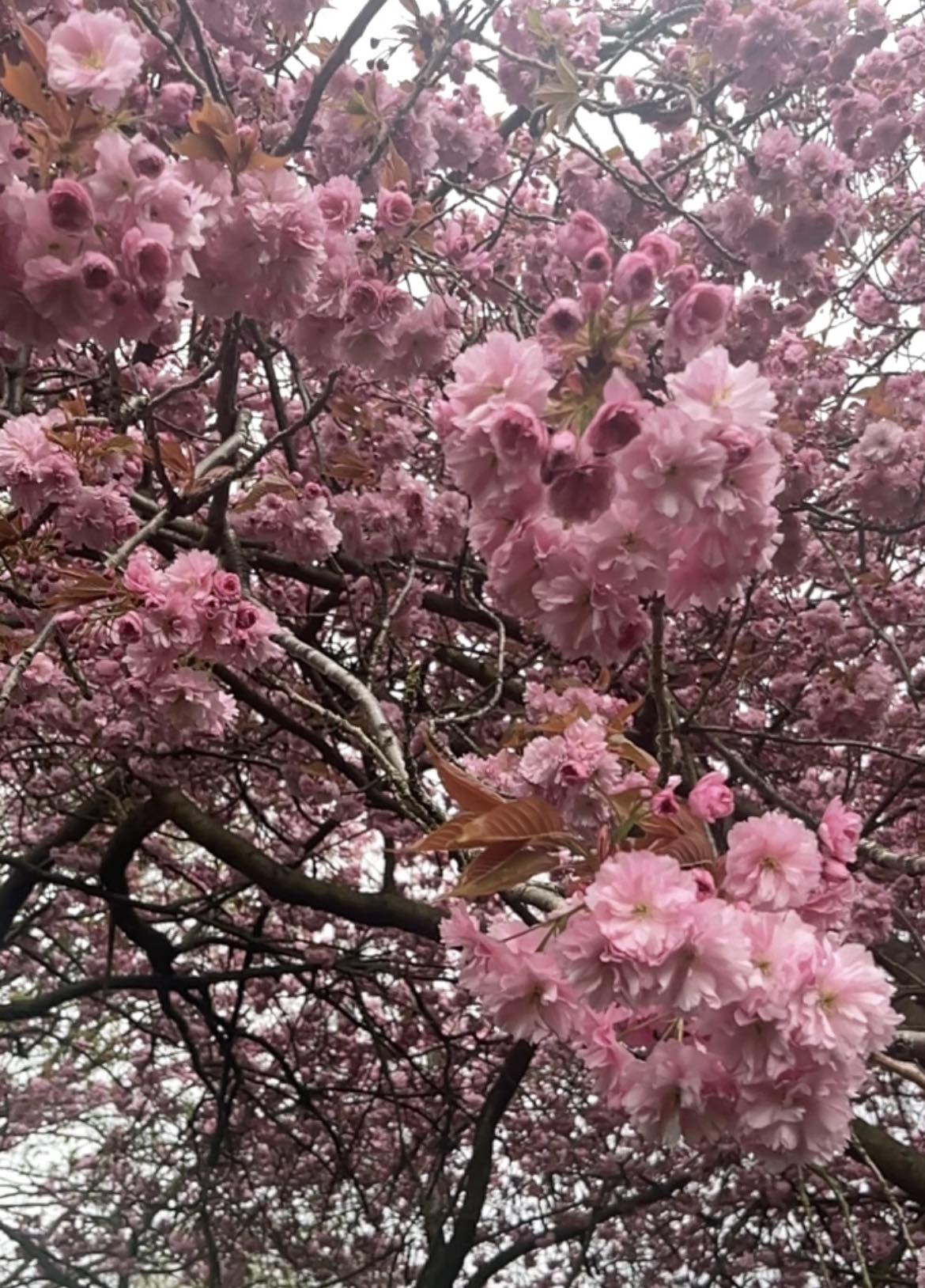 cherry blossom trees