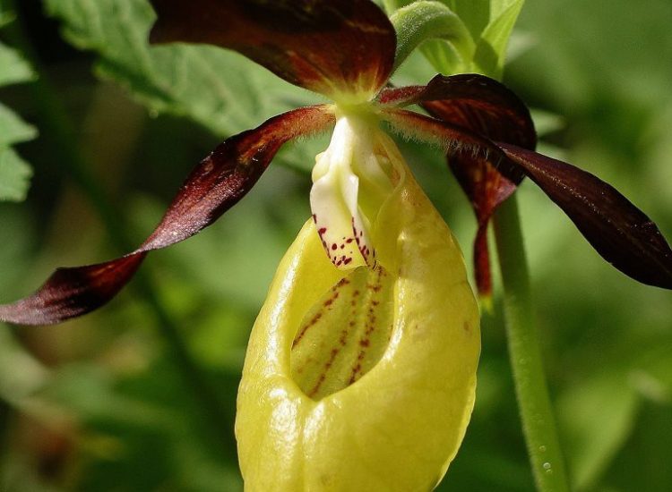 Ladys Slipper Orchid